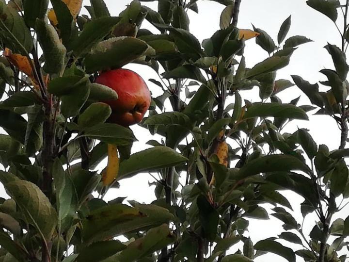 Vale Do Rodo Residencial Otel Peso da Régua Dış mekan fotoğraf